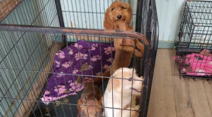 72 neglected dog seized from a farm in Friesland, 30 July 2025