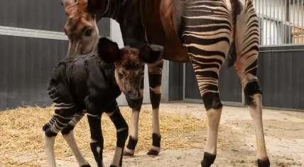 Baby okapy born at Beekse Bergen, 4 August 2025