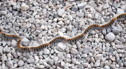 Pine processionary caterpillars marching over gravel