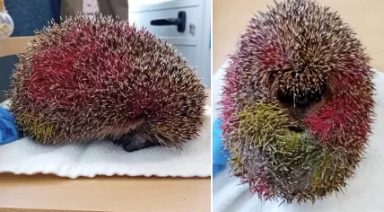 A spraypaint-covered hedgehog found in Zeist, Utrecht, 6 August 2025