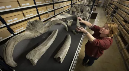 Fossils from the Dubois collection, taken from Indonesia during Dutch colonial rule, will be returned after more than a century in the Netherlands, kept at the Naturalis Biodiversity Center in Leiden
