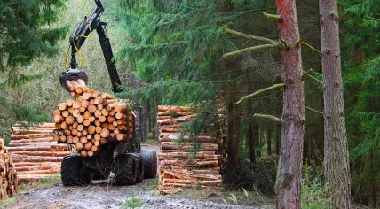A logging harvester working in a forest