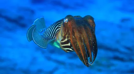 Cuttlefish in nature