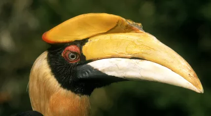 Hornbill bird in nature.