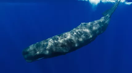 Sperm whale in nature
