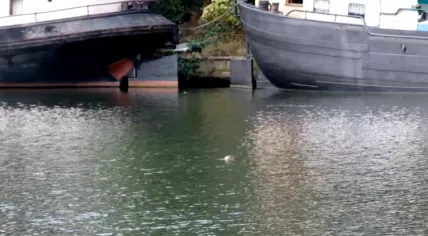 Young seal swimming in Utrecht canal, 8 September 2025