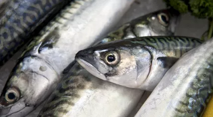 Mackerel 