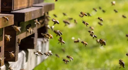 Bees and their beehive