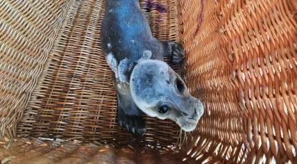 Seal pup, named Rave, after being found by the Stichting Zeehonden Centrum Pieterburen at an illegal rave in Groningen, June 21, 2025.