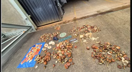 Enforcement officers and environmental police seized 36.5 kilograms of illegally foraged mushrooms from the Utrechtse Heuvelrug nature reserve on Oct. 6, 2025.