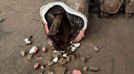 Tree trunk filled with cocaine, Ettensebaan, Breda, July 18, 2025. 
