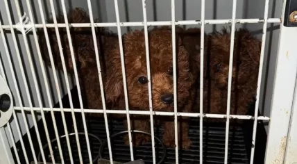 Toy poodles being rescued by the Animal Police from an apartment on the Singel in Amsterdam.
