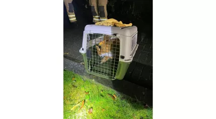 Firefighters rescued a fox stuck between the grille and bumper of a car in Hoogersmilde, 20 November 2025