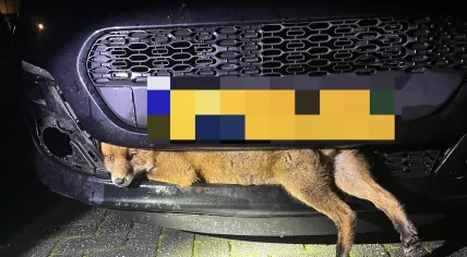 Fox stuck between car's grille and bumper in Hoogersmilde, Drenthe. 20 November 2025