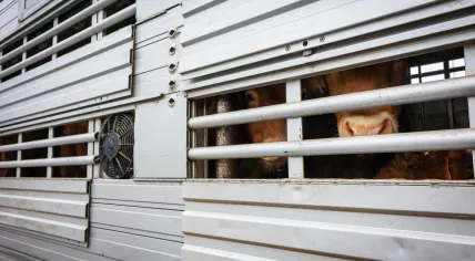 Cows peeking out of aeration windows in a cattle truck