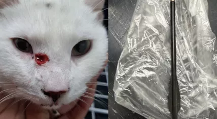 Two cats shot with a crossbow in Eindhoven, November 2025