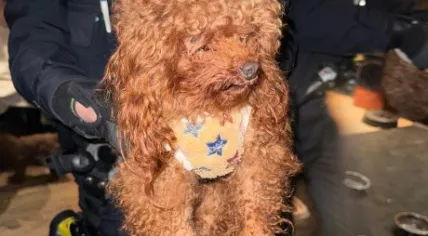 Toy poodle after being rescued from an apartment on the Singel in Amsterdam by police. 