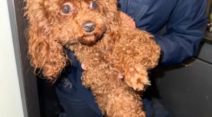Toy poodle after being rescued from an apartment on the Singel in Amsterdam by police. 