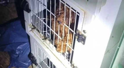 Police save a yoy poodle being kept in a small cage in an apartment on the Singel in Amsterdam.