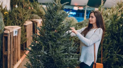 Picking out a Christmas tree