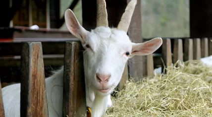 Goat on a farm