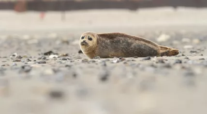 A seal pup 