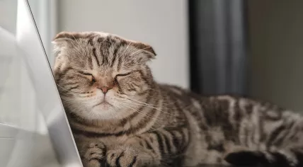 A Scottish Fold cat sleeps on a laptop