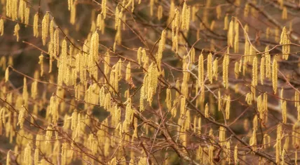 Closeup of yellow hazel catkin growing from dry tree branches or stems in home garden at sunset.