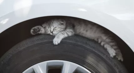 A kitten sleeping on a car tire.