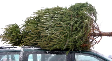 Christmas tree secured to the roof of a car.