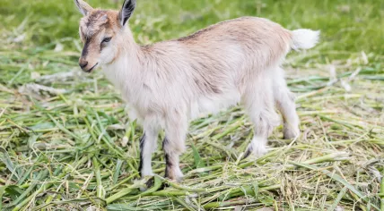 Baby goat
