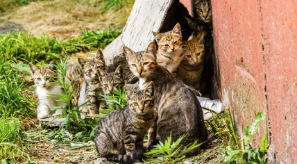 Stray cat with a litter of kittens