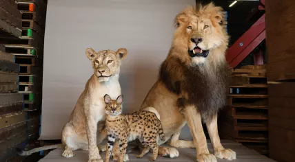 Inspectors from the Netherlands Enterprise Agency and the Netherlands Food and Consumer Product Safety Authority seize protected taxidermy animals during a nationwide wildlife crime operation in Brabant on Dec. 11, 2025.