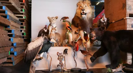 Inspectors from the Netherlands Enterprise Agency and the Netherlands Food and Consumer Product Safety Authority seize protected taxidermy animals during a nationwide wildlife crime operation in Brabant on Dec. 11, 2025.