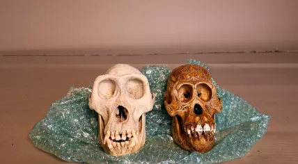 Inspectors from the Netherlands Enterprise Agency and the Netherlands Food and Consumer Product Safety Authority seize skulls during a nationwide wildlife crime operation in Brabant on Dec. 11, 2025.