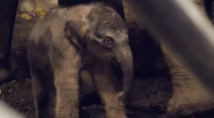 Elephant calf born at Artis Zoo in Amsterdam on December 24, 2025.