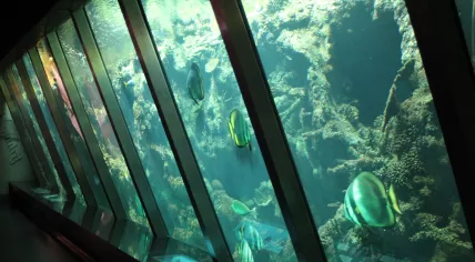 Amsterdam's Artis Zoo aquarium.