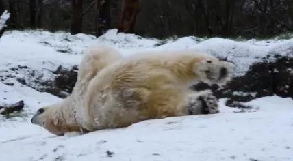 A polar bear rolls around at the Diergaarde Blijdorp zoo in Rotterdam. 5 Jan. 2026