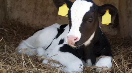 A young black and white calf lying in straw