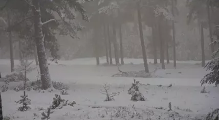 A foggy start to a snowy day in the Hoge Veluwe national park in the east of the Netherlands. 6 Jan. 2026
