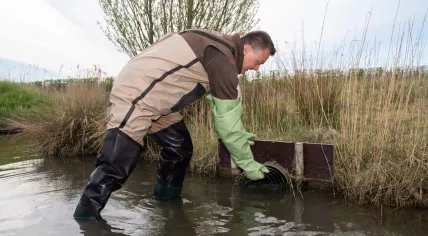 A water board scientist checks a drain as part of efforts to monitor and control invasive muskrats in the Netherlands.