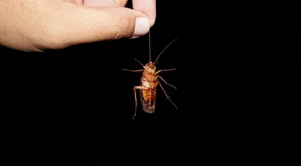Man's hand holding a cockroach