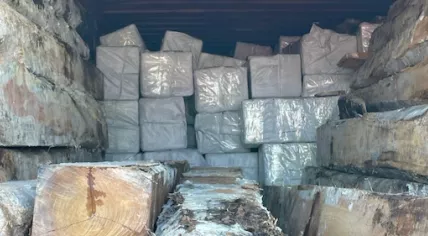 Authorities seize 4,500 kilograms of cocaine hidden in a shipment of Ghanaian timber at the Port of Amsterdam. Nov. 14, 2025