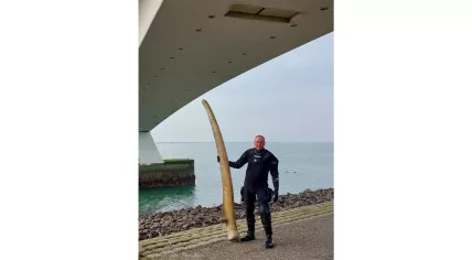 Whale jaw bone dived out of the Oosterschelde in February 2025