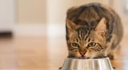 A cat is eating