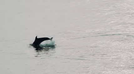A dolphin swims near a beach