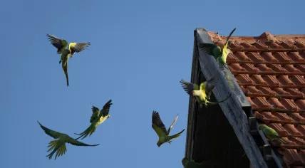 Ring-necked parakeets