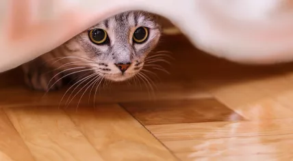 A cat is hiding