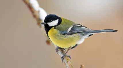 A great tit sitting on a twig