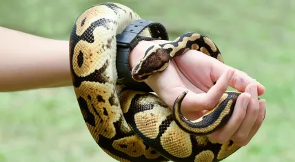 A royal or ball python coiled around the arm of a person